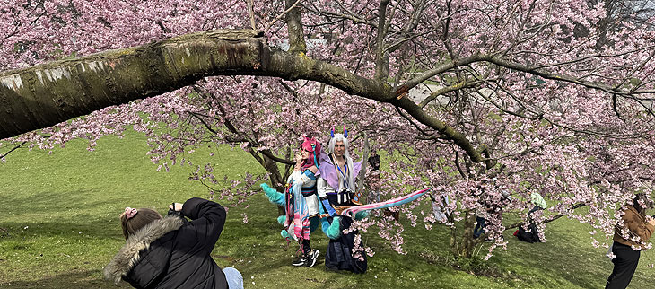 Cosplay Darsteller und Darstellerinnen unter Kirschblüten im Olympiapark 2025 (Foto: Martin Schmitz)